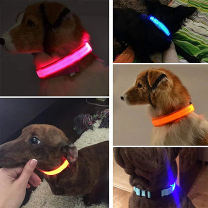 Pet collar that glows in the dark PRECIFICAR